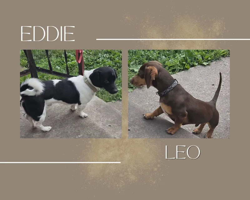 Leo