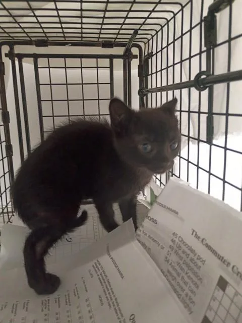 A baby small-sized female Domestic Short Hair cat named Sheeya for adoption in Fort Lauderdale, FL