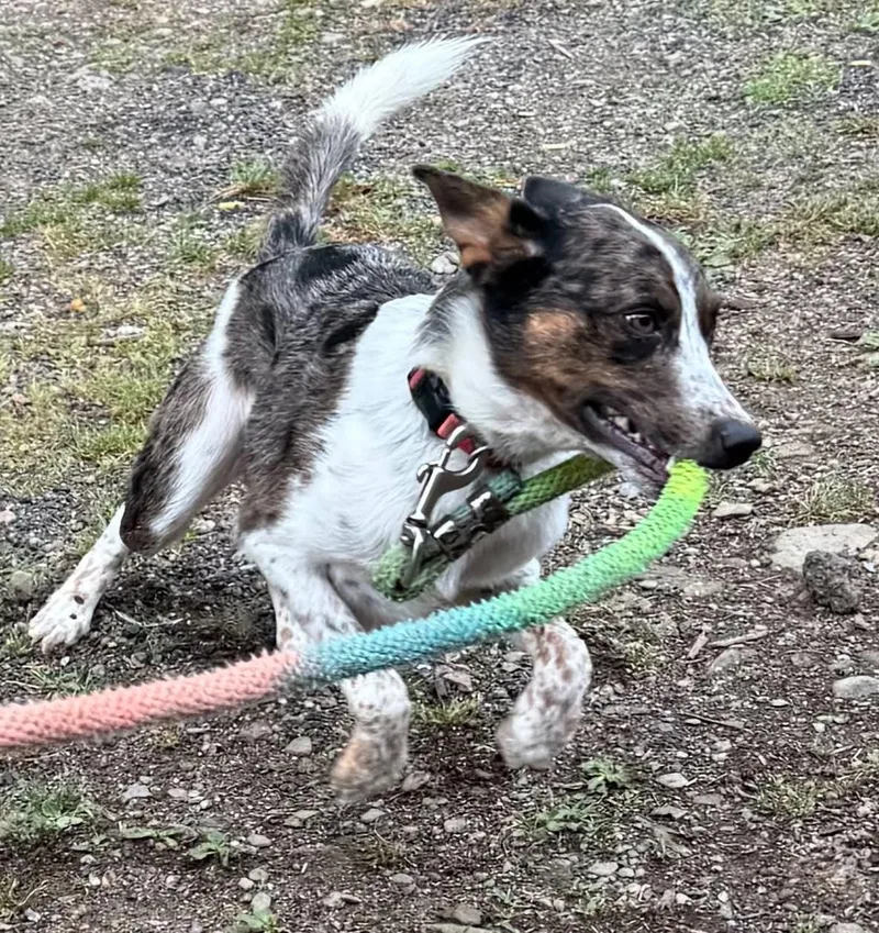 Zeus