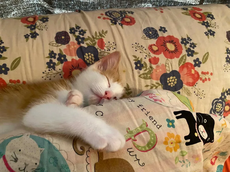 Daisy Lou thumbnail 3