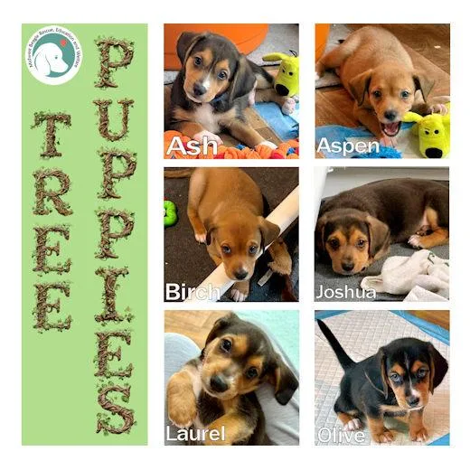 A baby medium-sized male Tricolor (Brown, Black, & White) Beagle dog named Tree Puppies for adoption in Wadsworth, IL