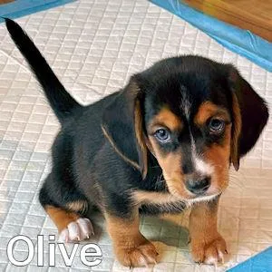 Tree Puppies thumbnail 3