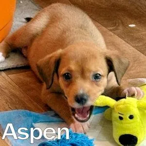 Tree Puppies thumbnail 5