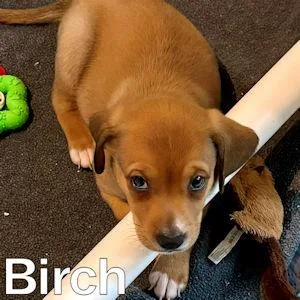 Tree Puppies thumbnail 6