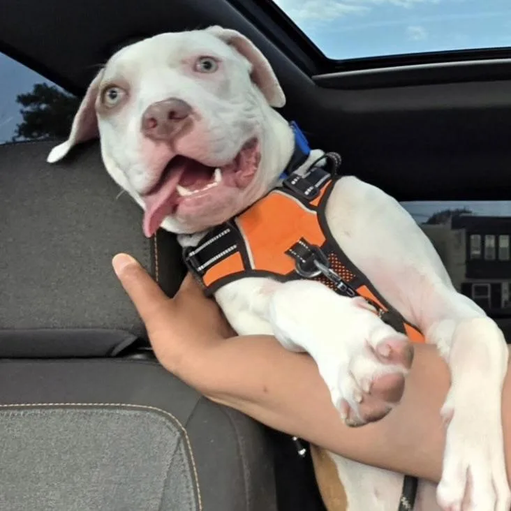 Maverick thumbnail 3