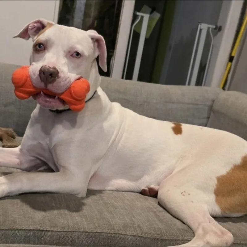 Maverick thumbnail 4