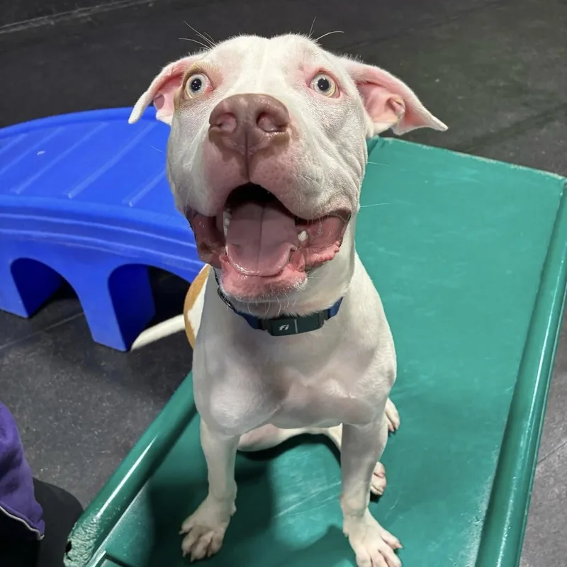 Maverick thumbnail 5