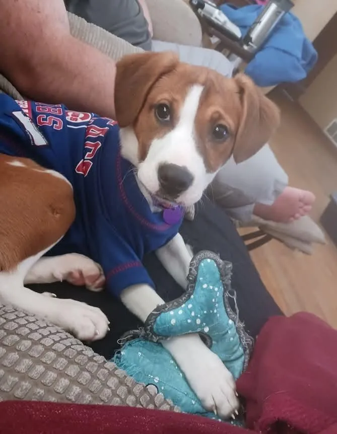 A baby small-sized female Field Spaniel dog named Cagney for adoption in Rockford, IL