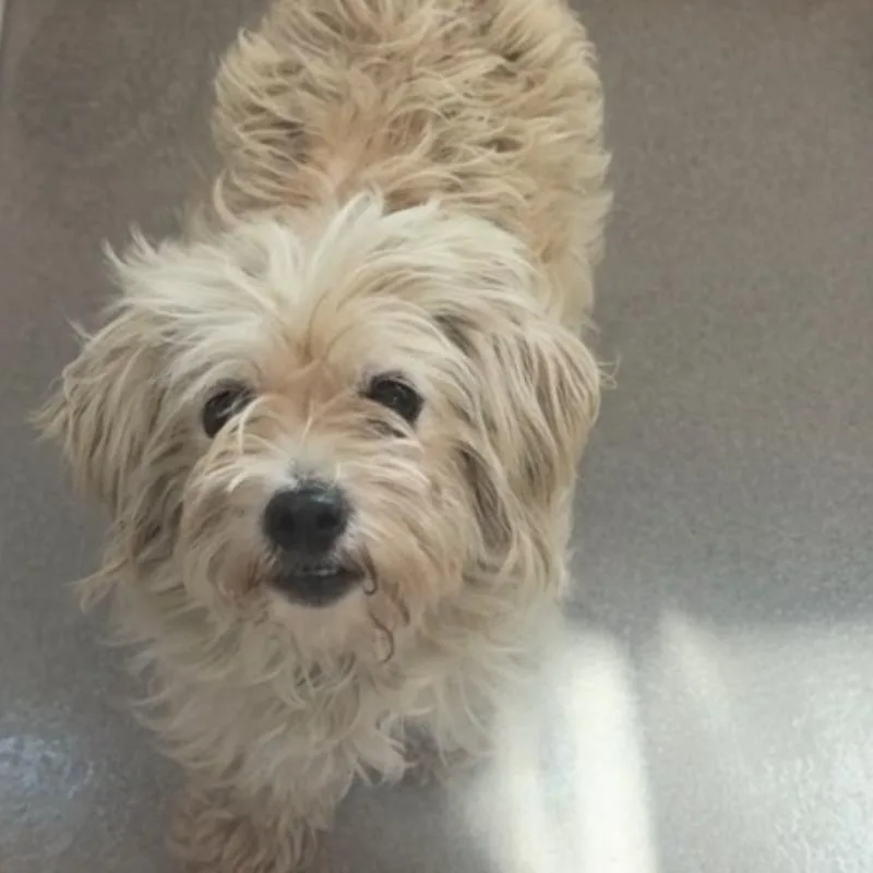 An adult small-sized female Terrier dog named Norma for adoption in Cumming, GA