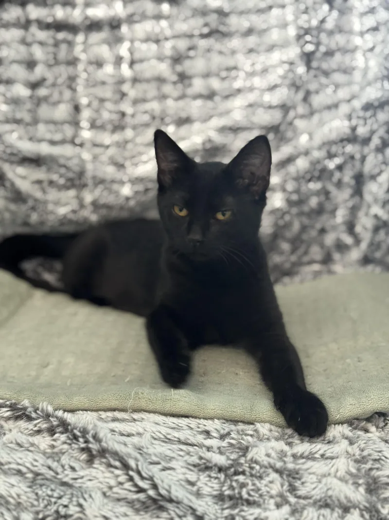 Persephone thumbnail 2