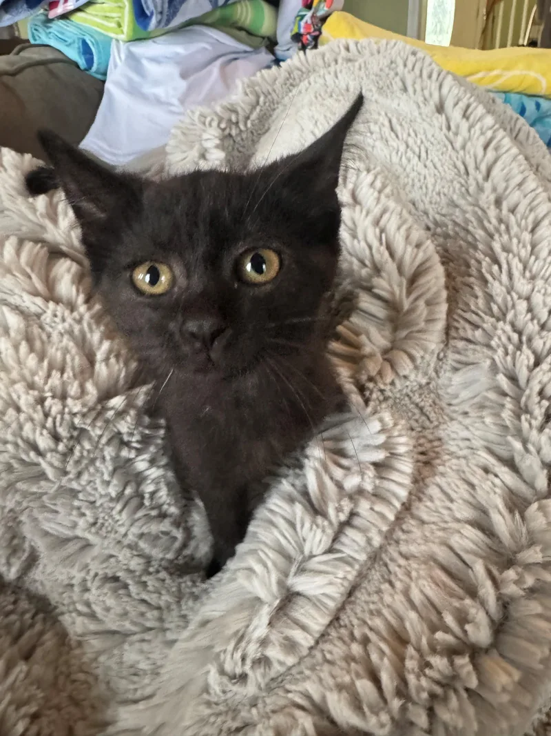 Persephone thumbnail 5