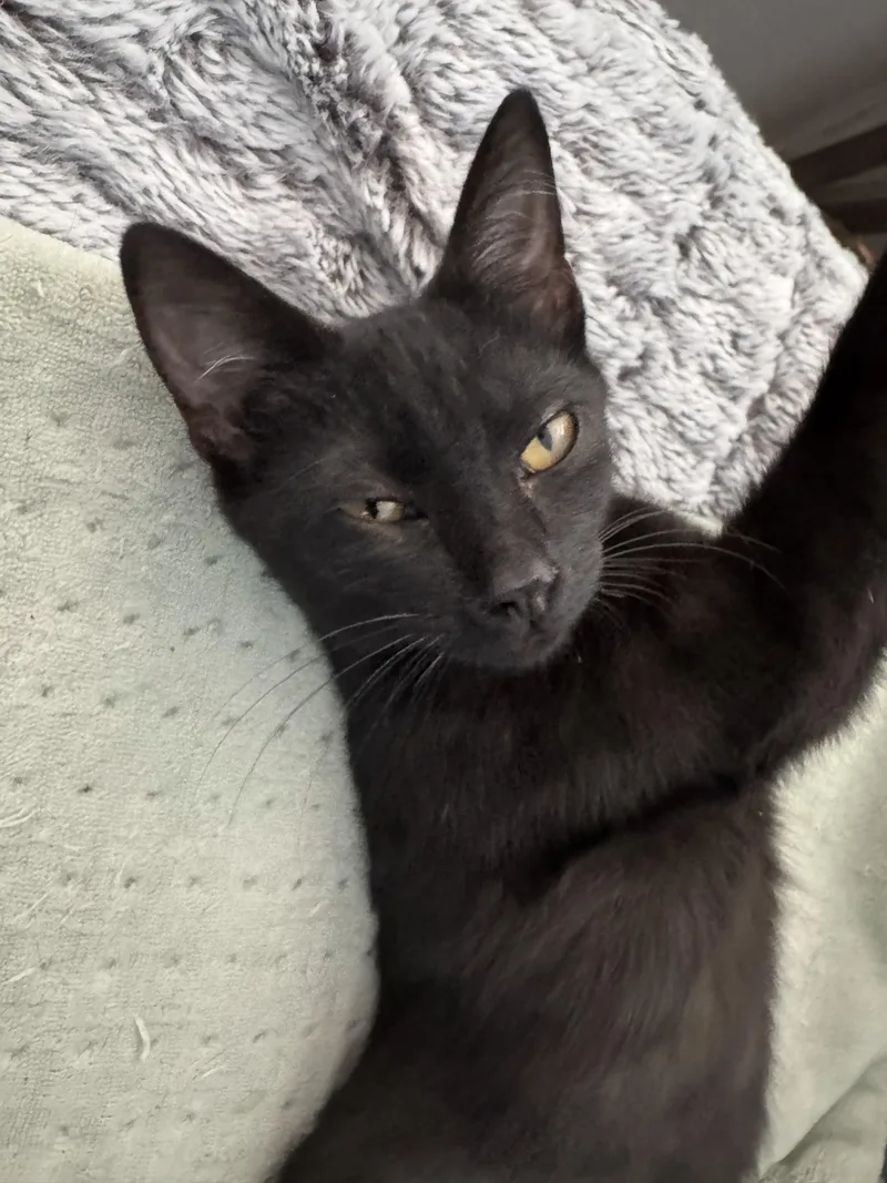 Persephone thumbnail 6