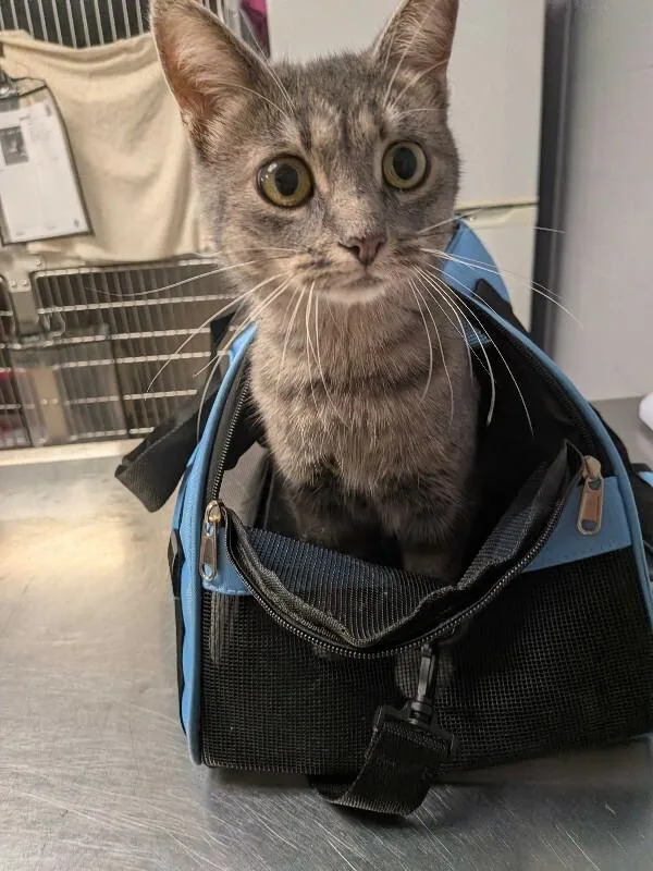 An adult medium-sized female Tabby (Gray / Blue / Silver) Domestic Short Hair cat named Faith for adoption in Cincinnati, OH