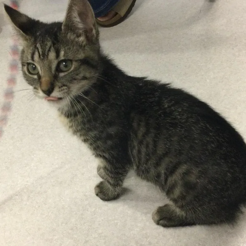 A baby small-sized female Brown / Chocolate Domestic Short Hair cat named Marge for adoption in Redwood City, CA