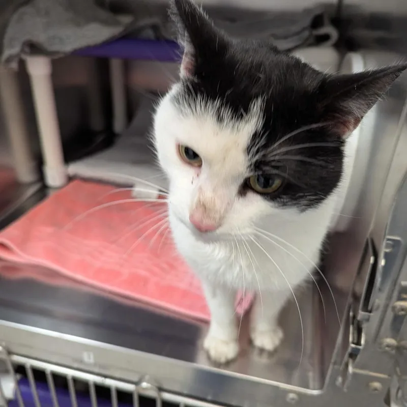 An adult small-sized male White Domestic Short Hair cat named Pi for adoption in Marysville, OH