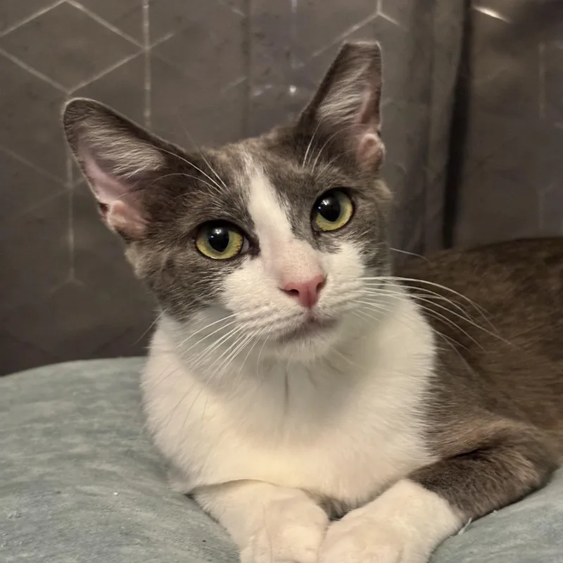 An adult medium-sized female Gray & White Domestic Short Hair cat named Filomenathe Story Of A for adoption in Plano, TX