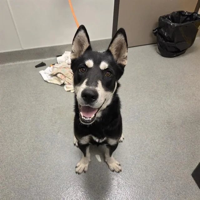 An adult medium-sized male Siberian Husky dog named Dallas for adoption in Ontario, CA