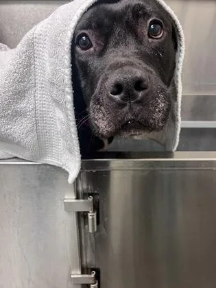 An adult large-sized female Black Mixed Breed dog named Widow for adoption in Hamilton, OH