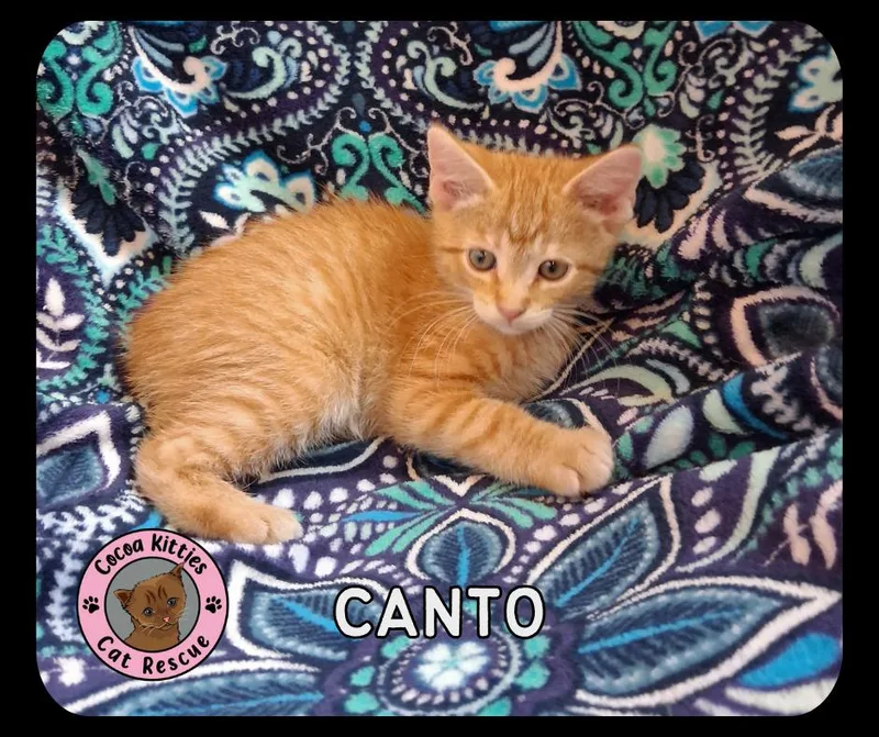 A baby small-sized male Domestic Short Hair cat named Canto for adoption in Hershey, PA