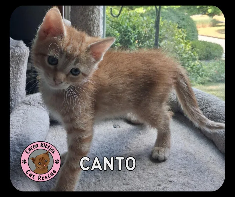 Canto thumbnail 2