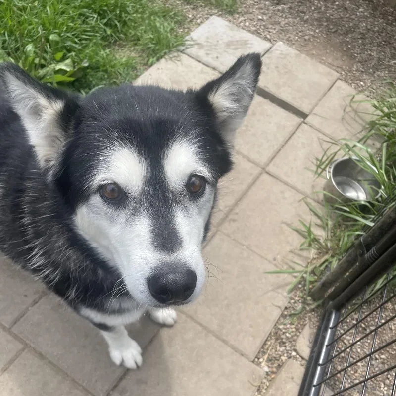 A senior large-sized female White / Cream Siberian Husky dog named Iris for adoption in West Des Moines, IA