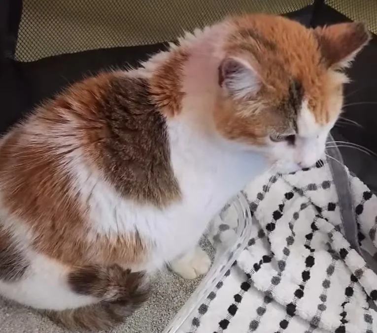 An adult large-sized female Calico American Shorthair cat named Chunky Bunn for adoption in Mountain Home, AR