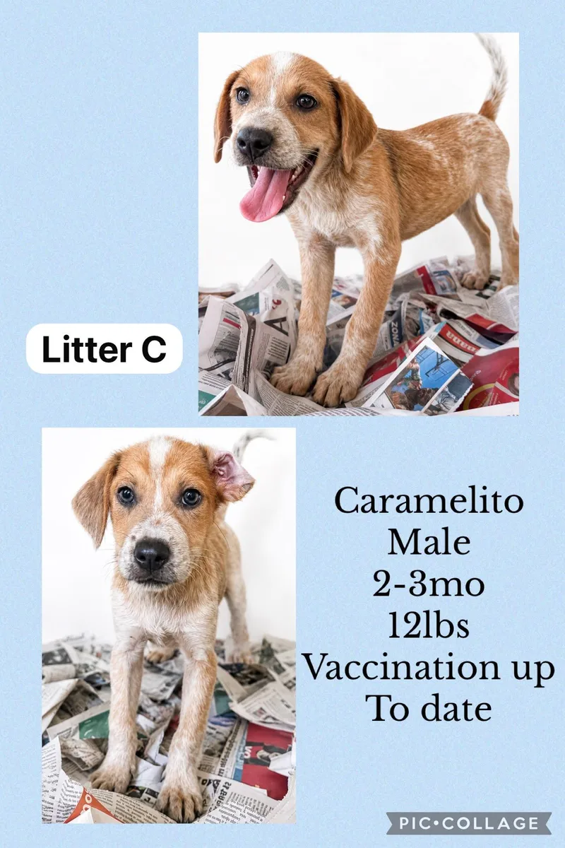 Caramelito