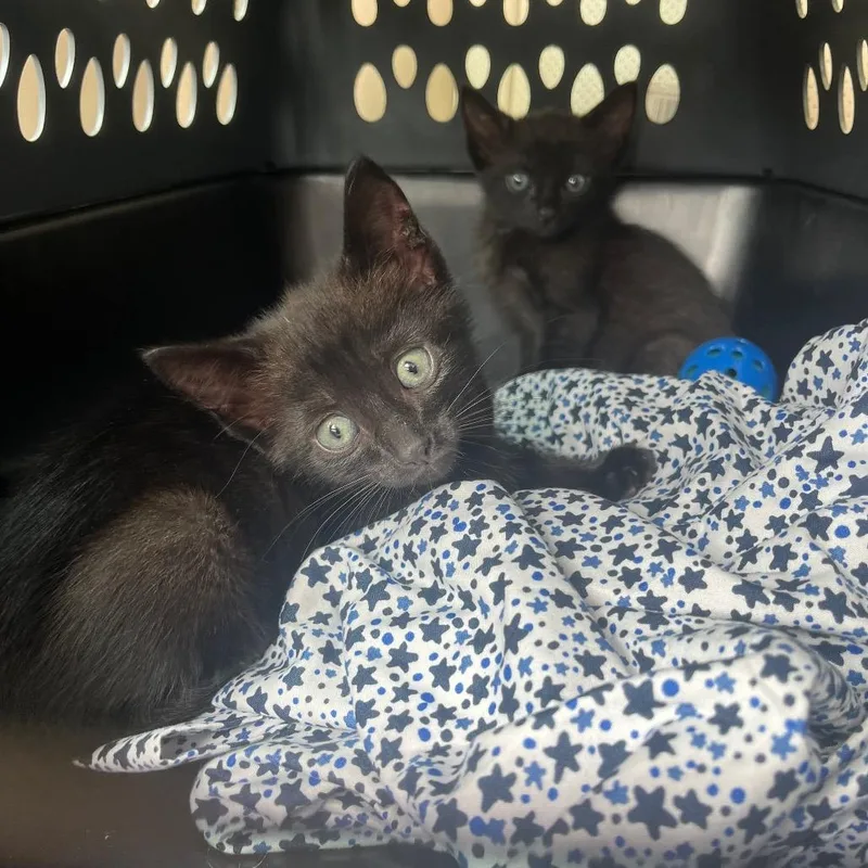 A baby small-sized male Black Domestic Medium Hair cat named Espresso for adoption in Seminole, FL