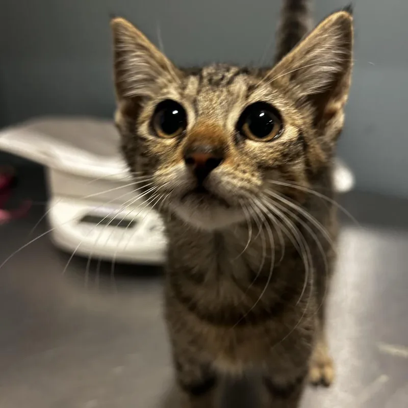 A baby small-sized female Gray / Blue / Silver Domestic Short Hair cat named Swedish Fish for adoption in Chattanooga, TN