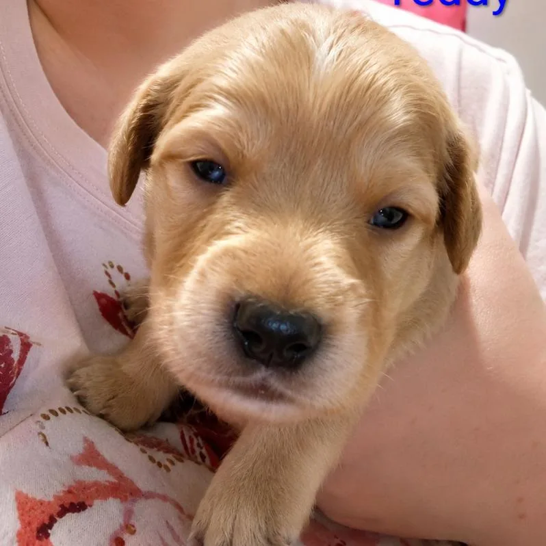 Teddy