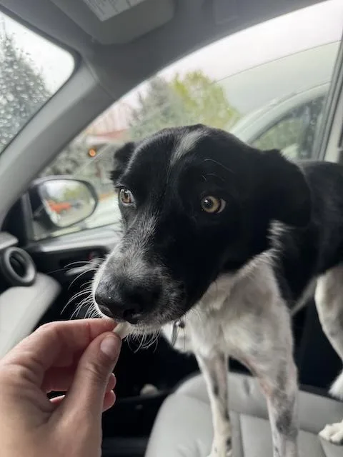 Carmella thumbnail 3