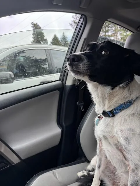 Carmella thumbnail 4