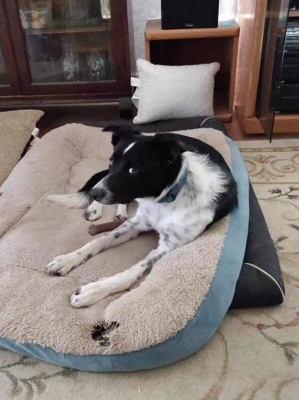 Carmella thumbnail 5