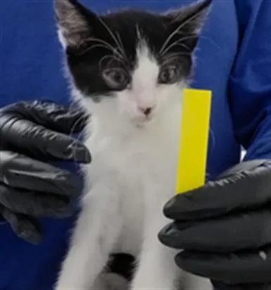 A baby small-sized male Domestic Short Hair cat named Mike for adoption in Camarillo, CA