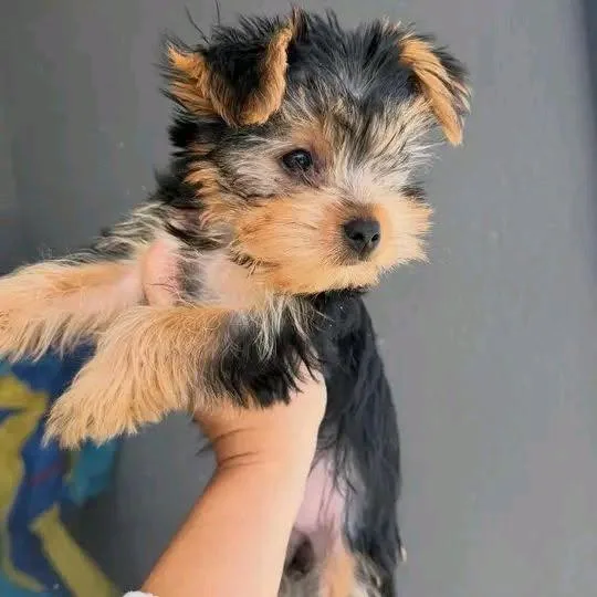 Mimi thumbnail 2