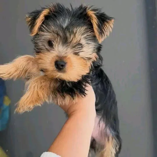 Mimi thumbnail 4