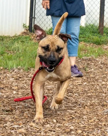 An adult large-sized male Mixed Breed dog named Spinach for adoption in Chamblee, GA
