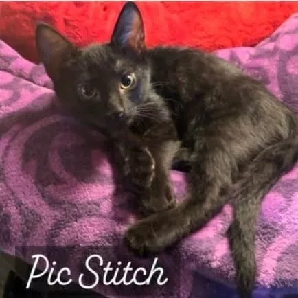 A baby small-sized male Black Domestic Short Hair cat named Boo for adoption in Orangevale, CA