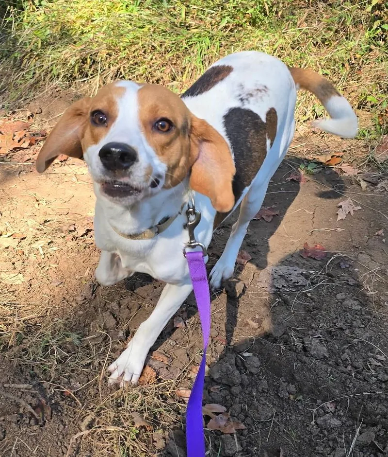 A young medium-sized male Tricolor (Brown, Black, & White) Beagle dog named Alfred for adoption in Lexington, MA