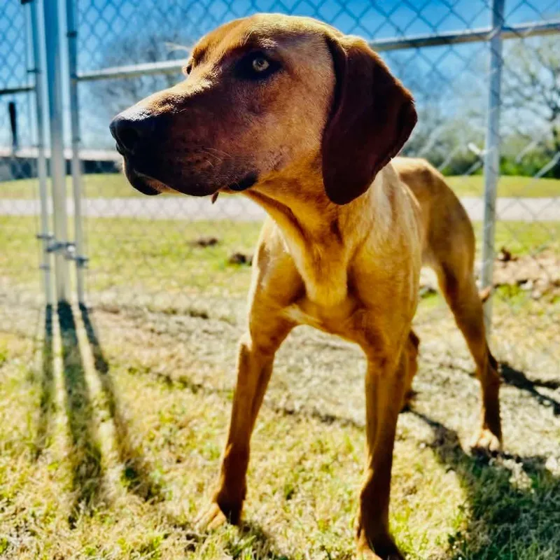 An adult medium-sized male Mixed Breed dog named Walton for adoption in Davenport, IA