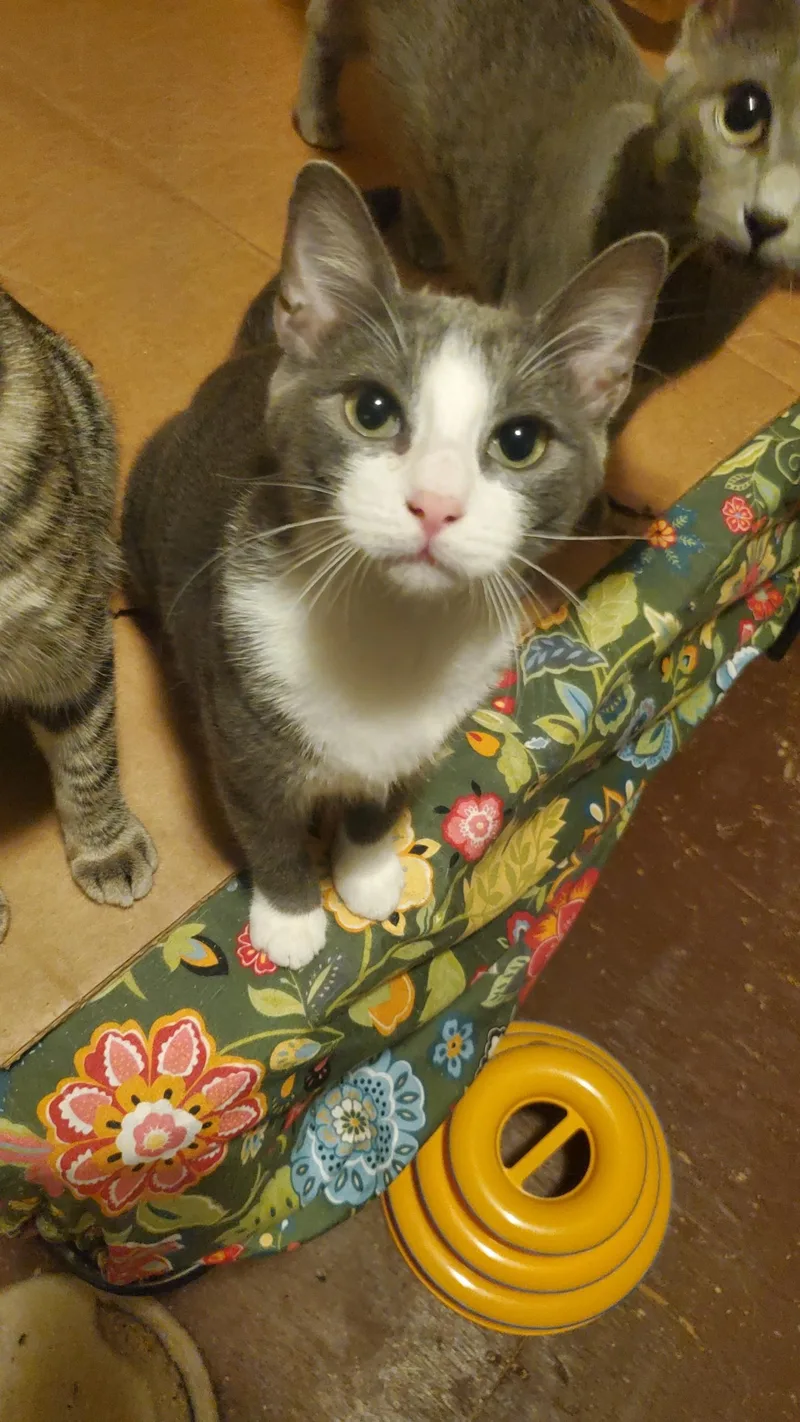 A young medium-sized female Domestic Short Hair cat named Elphaba for adoption in Mansfield, TX