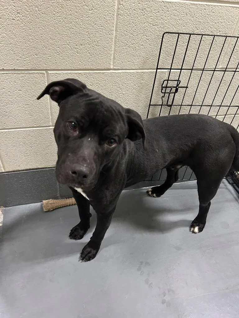 A young large-sized male Pit Bull Terrier dog named Caleb for adoption in Johnson City, TN