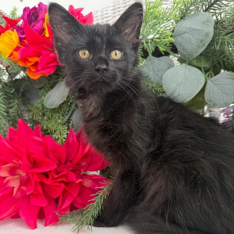A baby small-sized male Black Domestic Long Hair cat named Shark Yaps for adoption in Eaton Rapids, MI