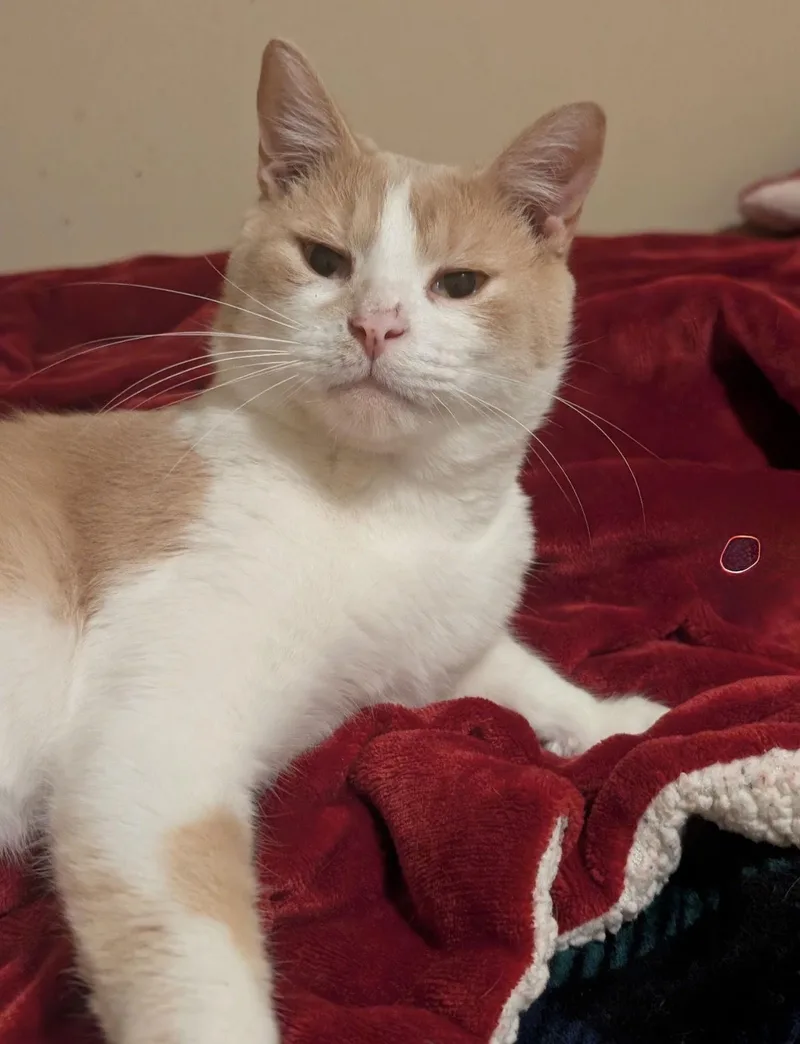 A young medium-sized male Domestic Short Hair cat named Ashur for adoption in Walled Lake, MI