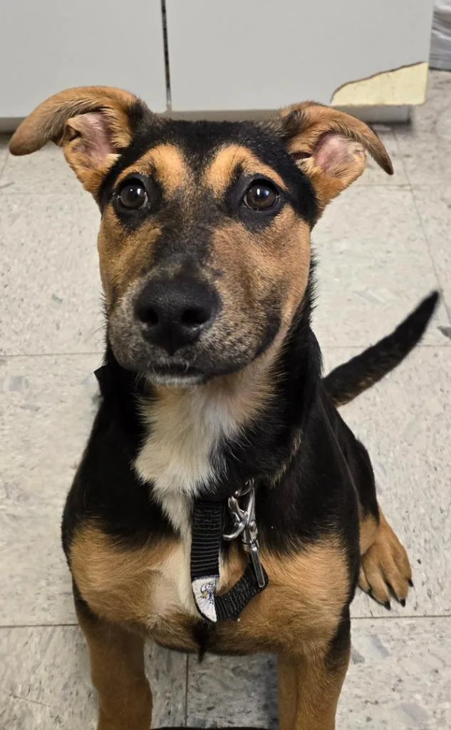 A baby medium-sized female Shepherd dog named Macadamia for adoption in Sandusky, OH