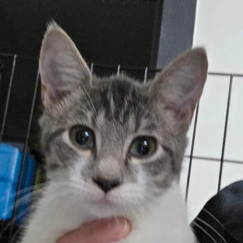 Gus