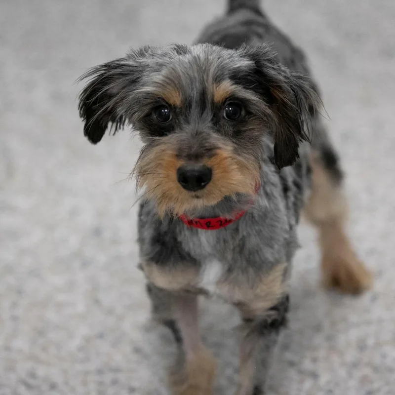 Zachariah thumbnail 2