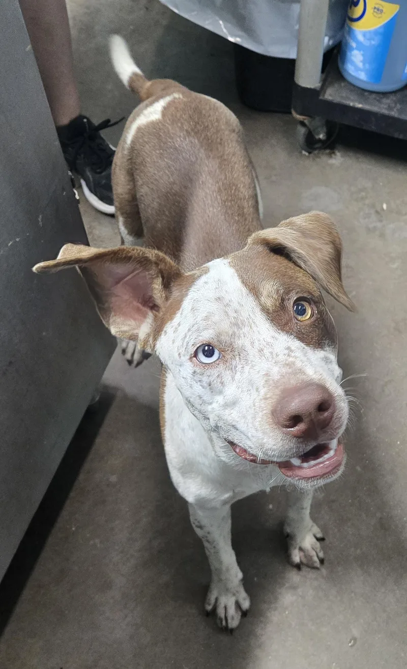 A young medium-sized male Red / Chestnut / Orange Australian Cattle Dog / Blue Heeler dog named Marlow for adoption in Graham, TX