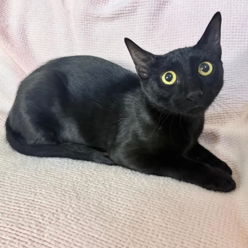 A young small-sized female Black Domestic Short Hair cat named Luna for adoption in Flower Mound, TX