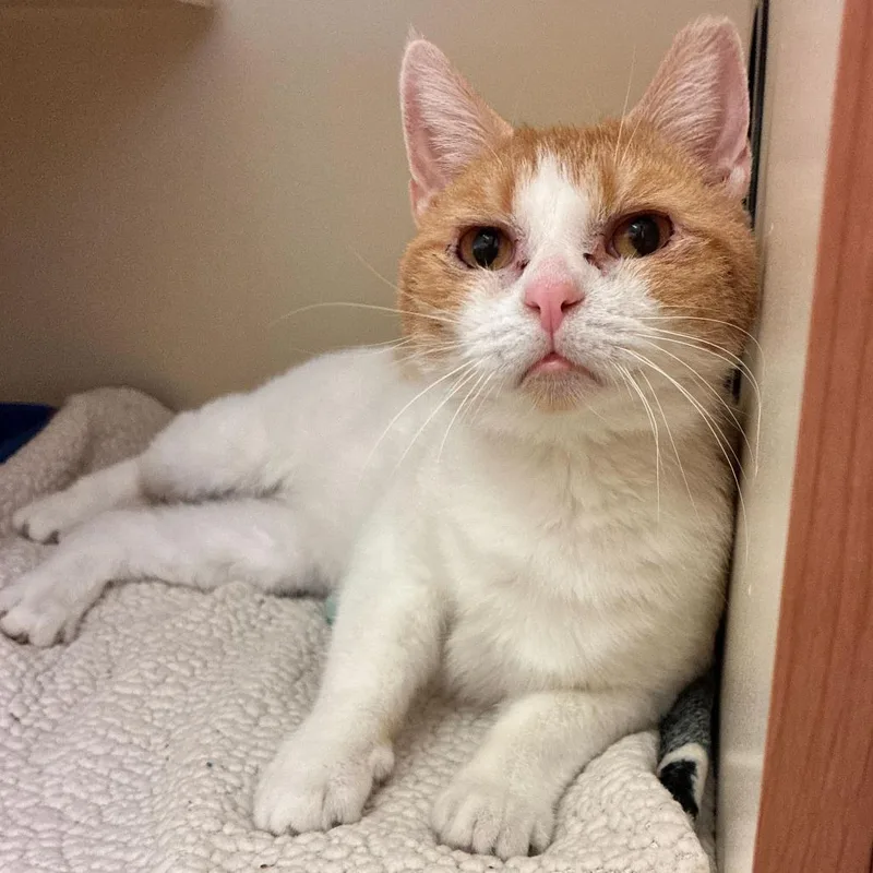 An adult medium-sized female Orange / Red Domestic Short Hair cat named Cookie for adoption in Dayton, OH